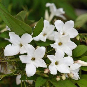 یاس سفید گل زیبا و موثر در تصفیه هوا